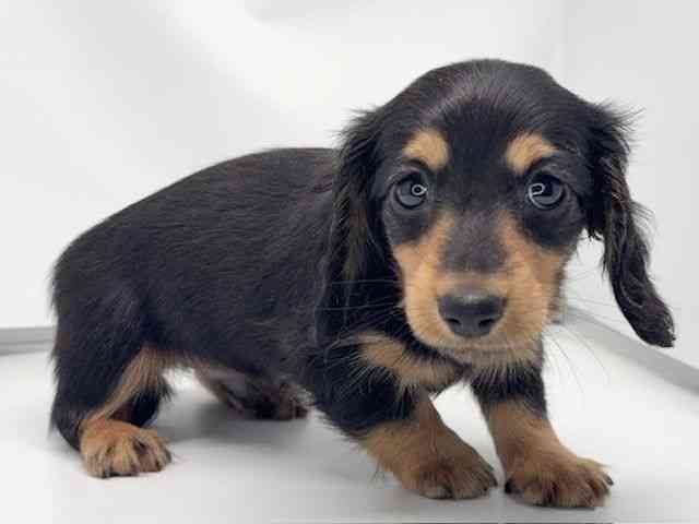 京都府のミニチュアダックスフンド(ロング) (ひごペットフレンドリー洛北阪急スクエア店/2026年2月13日生まれ/男の子/ブラックタン)の子犬の2枚目の画像