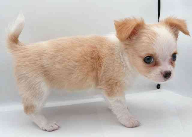 島根県のチワワ(ロング) (ひごペットフレンドリーイオン松江ショッピングセンター店/2026年2月14日生まれ/女の子/クリームホワイト)の子犬の2枚目の画像