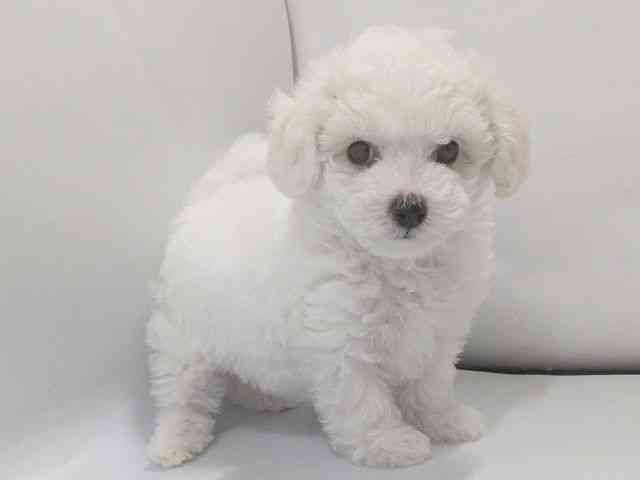京都府のビションプー(ビションフリーゼ×プードル) (ひごペットフレンドリー京都店/2026年2月15日生まれ/男の子/ホワイト)の子犬の2枚目の画像
