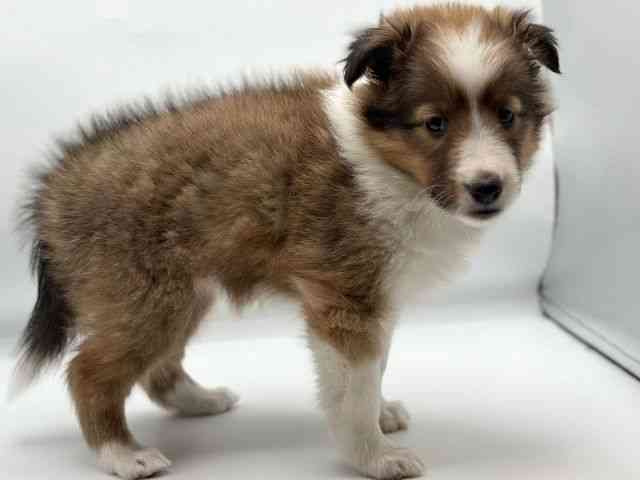 香川県のシェットランドシープドッグ (ひごペットフレンドリーゆめタウン高松店/2026年2月15日生まれ/女の子/セーブルホワイト)の子犬の2枚目の画像