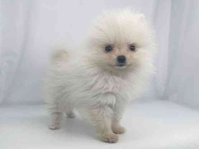 兵庫県のポメラニアン (ひごペットフレンドリーイオンタウン加古川店/2026年2月8日生まれ/男の子/ホワイト)の子犬の2枚目の画像