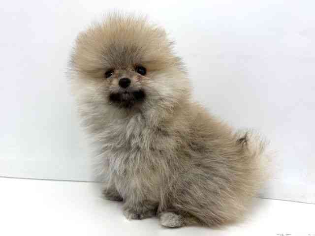 大阪府のポメラニアン (ひごペットフレンドリーベルファⅡ都島店/2026年2月15日生まれ/男の子/オレンジセーブル)の子犬の2枚目の画像