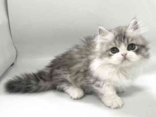 京都府のミヌエット (ひごペットフレンドリー京都店/2026年2月8日生まれ/男の子/シルバータビーホワイト)の子猫の2枚目の画像