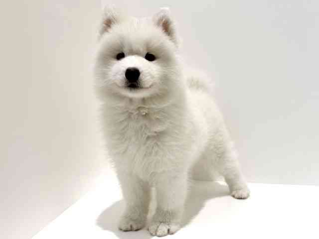 大阪府のサモエド (ひごペットフレンドリーイオン高槻店/2026年2月15日生まれ/女の子/ホワイト)の子犬の2枚目の画像