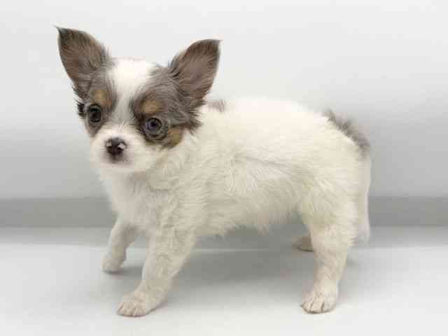 大阪府のチワワ(ロング) (ひごペットフレンドリーららぽーとEXPOCITY店/2026年2月16日生まれ/男の子/ホワイトブルーマール)の子犬の2枚目の画像