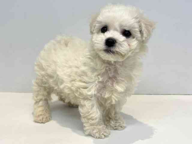 大阪府のビションフリーゼ (ひごペットフレンドリーセブンパーク天美店/2026年2月15日生まれ/男の子/ホワイト)の子犬の2枚目の画像