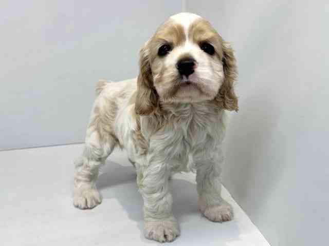 大阪府のアメリカンコッカースパニエル (ひごペットフレンドリーセブンパーク天美店/2026年2月15日生まれ/女の子/レッドホワイト)の子犬の2枚目の画像