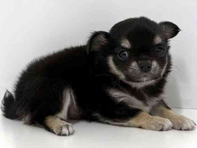 大阪府のチワワ(ロング) (ひごペットフレンドリーベルファⅡ都島店/2026年2月15日生まれ/男の子/ブラックタン)の子犬の2枚目の画像