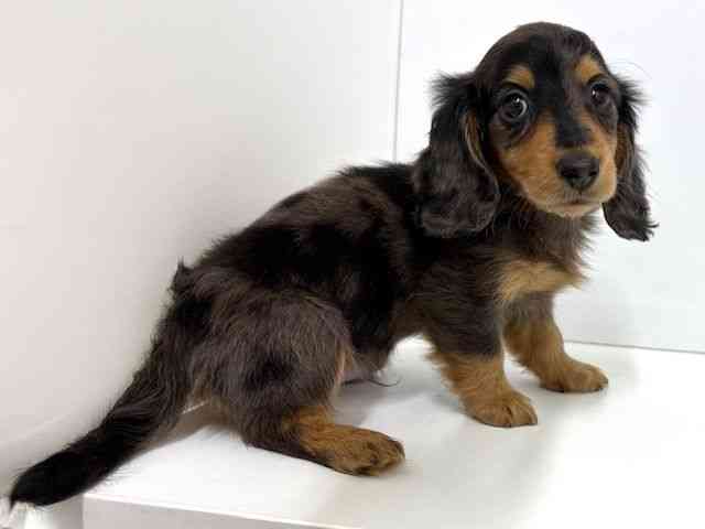 大阪府のミニチュアダックスフンド(ロング) (ひごペットフレンドリーベルファⅡ都島店/2026年2月15日生まれ/男の子/チョコレートダップル)の子犬の2枚目の画像