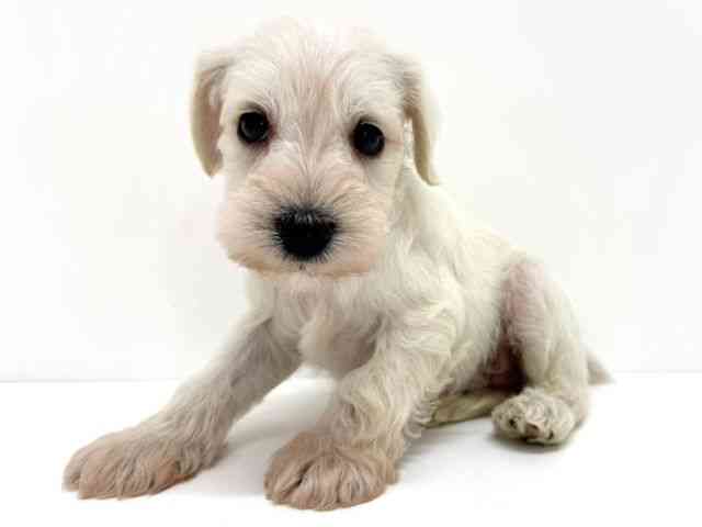 大阪府のミニチュアシュナウザー (ひごペットフレンドリーくずはモール店/2026年2月16日生まれ/男の子/ホワイト)の子犬の2枚目の画像