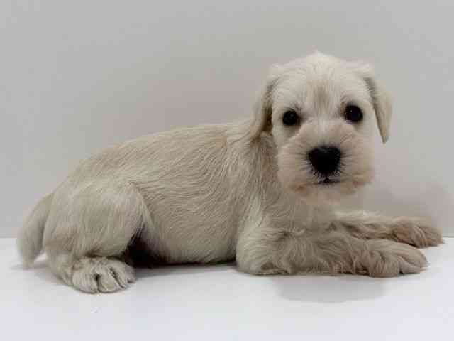 広島県のミニチュアシュナウザー (ひごペットフレンドリーフジグラン神辺店/2026年2月16日生まれ/男の子/ホワイト)の子犬の2枚目の画像