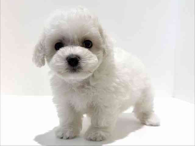 大阪府のビションフリーゼ (ひごペットフレンドリーイオン高槻店/2026年2月15日生まれ/女の子/ホワイト)の子犬の2枚目の画像