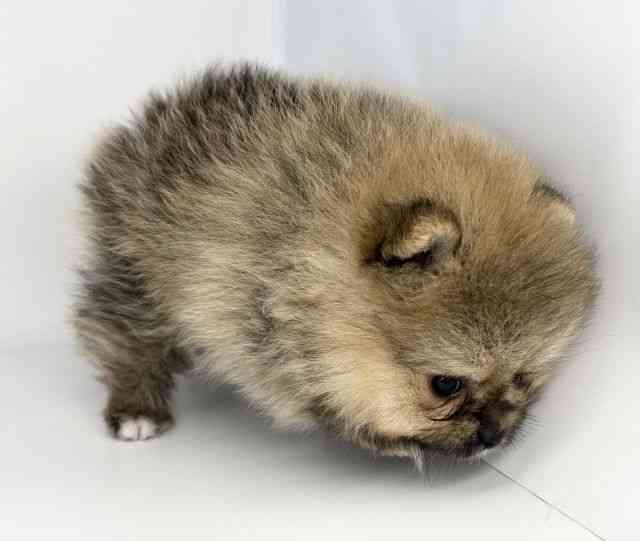 徳島県のポメラニアン (ひごペットフレンドリーゆめタウン徳島店/2026年2月15日生まれ/男の子/オレンジセーブル)の子犬の2枚目の画像