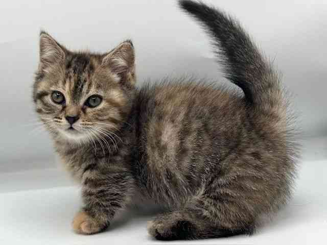 香川県のマンチカン (ひごペットフレンドリーゆめタウン高松店/2026年2月12日生まれ/女の子/ブラウンパッチドタビー)の子猫の2枚目の画像