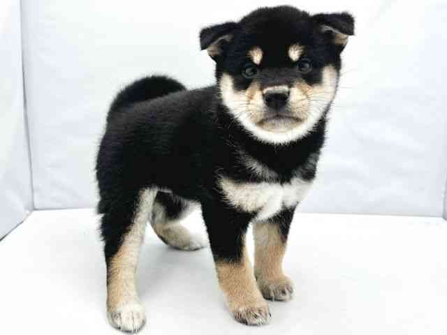 大阪府の柴犬(標準サイズ) (ひごペットフレンドリーイトーヨーカドー津久野店/2026年2月18日生まれ/女の子/黒)の子犬の2枚目の画像