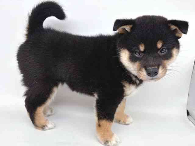 大阪府の柴犬(標準サイズ) (ひごペットフレンドリー瓜破店/2026年2月18日生まれ/女の子/黒)の子犬の2枚目の画像