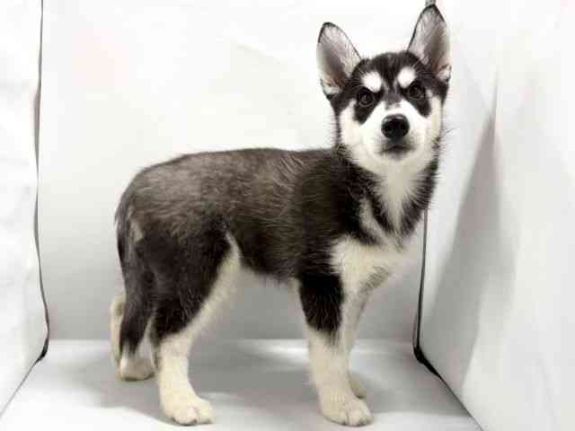 京都府のシベリアンハスキー (ひごペットフレンドリー京都店/2026年2月5日生まれ/女の子/ブラックホワイト)の子犬の2枚目の画像