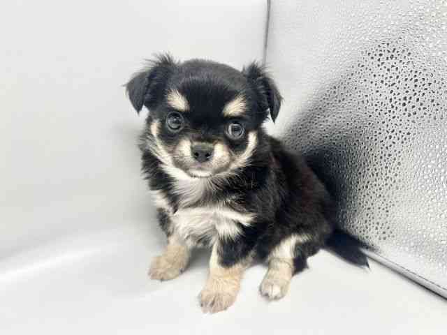 大阪府のチワワ(ロング) (ひごペットフレンドリーイオンタウン豊中庄内店/2026年2月17日生まれ/女の子/ブラックタン)の子犬の2枚目の画像