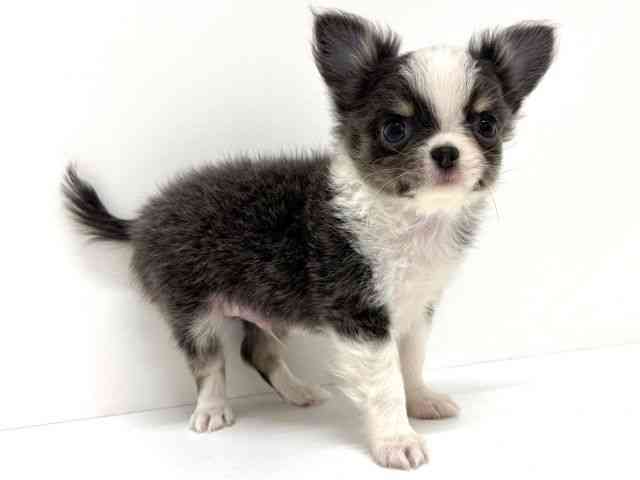 大阪府のチワワ(ロング) (ひごペットフレンドリーくずはモール店/2026年2月18日生まれ/男の子/ブルータンホワイト)の子犬の2枚目の画像