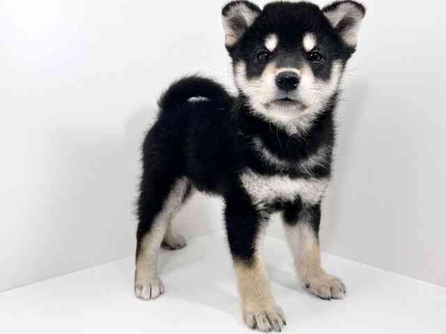 京都府の柴犬(標準サイズ) (ひごペットフレンドリーイズミヤショッピングセンター八幡店/2026年2月13日生まれ/男の子/黒)の子犬の2枚目の画像