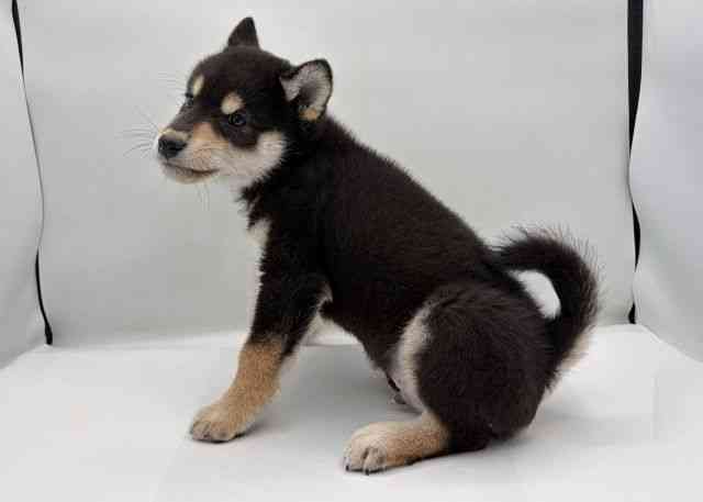 島根県の柴犬(標準サイズ) (ひごペットフレンドリーイオン松江ショッピングセンター店/2026年2月13日生まれ/男の子/黒)の子犬の2枚目の画像