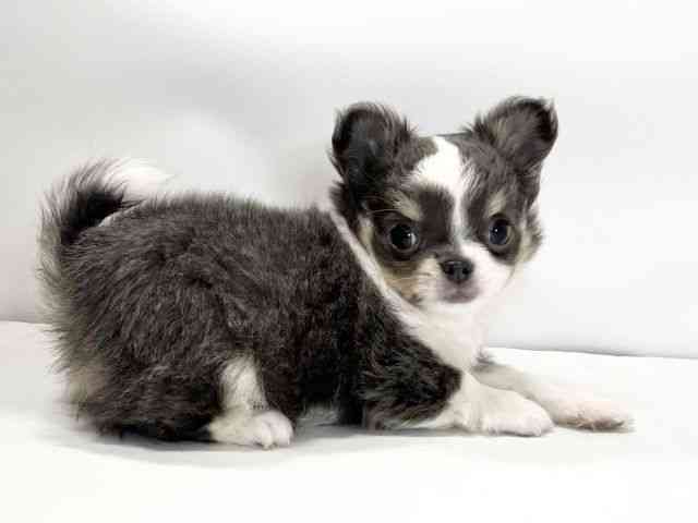 愛媛県のチワワ(ロング) (ひごペットフレンドリーイオンモール今治新都市店/2026年2月17日生まれ/男の子/ブルータンホワイト)の子犬の2枚目の画像