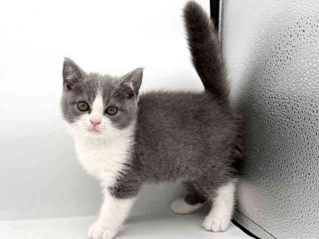 大阪府のブリティッシュショートヘアー (ひごペットフレンドリーイオンそよら海老江店/2026年2月16日生まれ/男の子/ブルーホワイト)の子猫の2枚目の画像