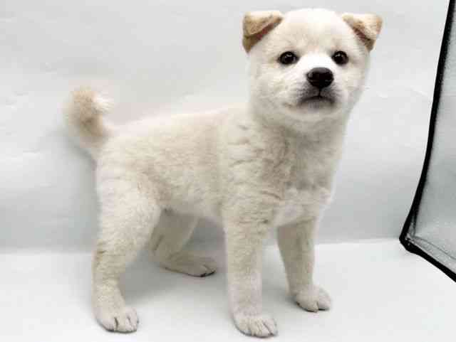 奈良県の柴犬(標準サイズ) (ひごペットフレンドリートナリエ大和高田店/2026年2月18日生まれ/女の子/白)の子犬の2枚目の画像