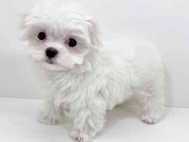 京都府のマルチーズ (ひごペットフレンドリーイズミヤショッピングセンター八幡店/2026年2月17日生まれ/女の子/ホワイト)の子犬の2枚目の画像