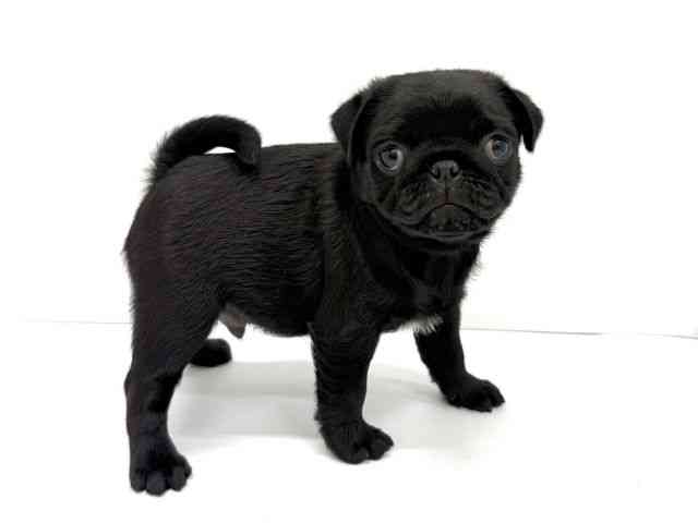 大阪府のパグ (ひごペットフレンドリーイオンタウン茨木太田店/2026年2月19日生まれ/男の子/ブラック)の子犬の2枚目の画像