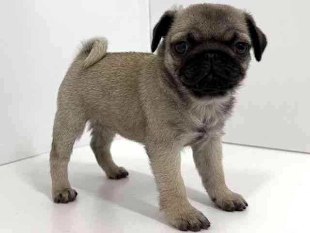 大阪府のパグ (ひごペットフレンドリーベルファⅡ都島店/2026年2月19日生まれ/女の子/フォーン)の子犬の2枚目の画像