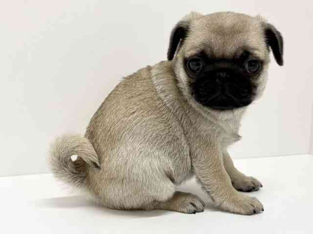 大阪府のパグ (ひごペットフレンドリーくずはモール店/2026年2月19日生まれ/女の子/フォーン)の子犬の2枚目の画像