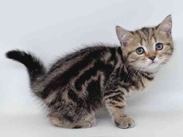 大阪府のスコティッシュフォールド (ひごペットフレンドリー瓜破店/2026年2月13日生まれ/男の子/ブラウンタビー)の子猫の2枚目の画像