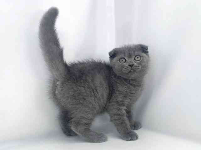 兵庫県のスコティッシュフォールド (ひごペットフレンドリーイオンタウン加古川店/2026年2月14日生まれ/女の子/ブルー)の子猫の2枚目の画像