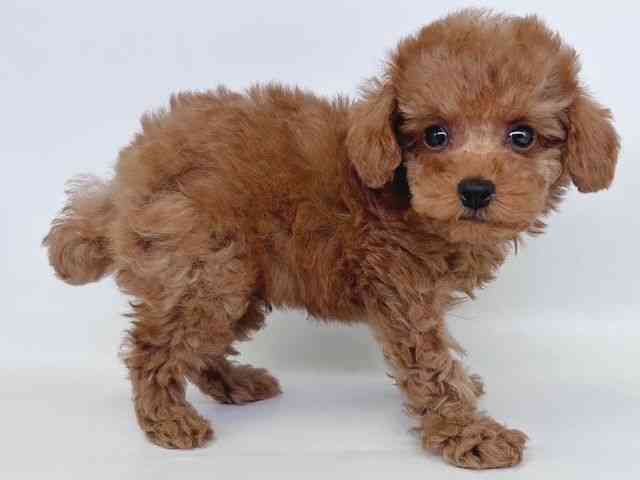 大阪府のトイプードル(トイ) (ひごペットフレンドリー瓜破店/2026年2月15日生まれ/男の子/レッドフォーン)の子犬の2枚目の画像