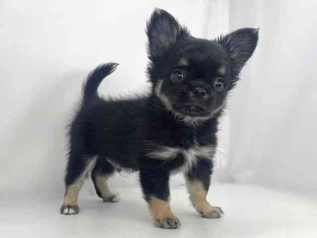 兵庫県のチワワ(ロング) (ひごペットフレンドリーイオンタウン加古川店/2026年2月17日生まれ/男の子/ブラックタンホワイト)の子犬の2枚目の画像