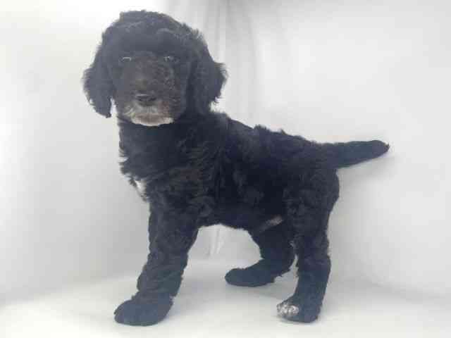 兵庫県のスタンダードプードル (ひごペットフレンドリーイオンタウン加古川店/2026年2月14日生まれ/男の子/ブラック)の子犬の2枚目の画像