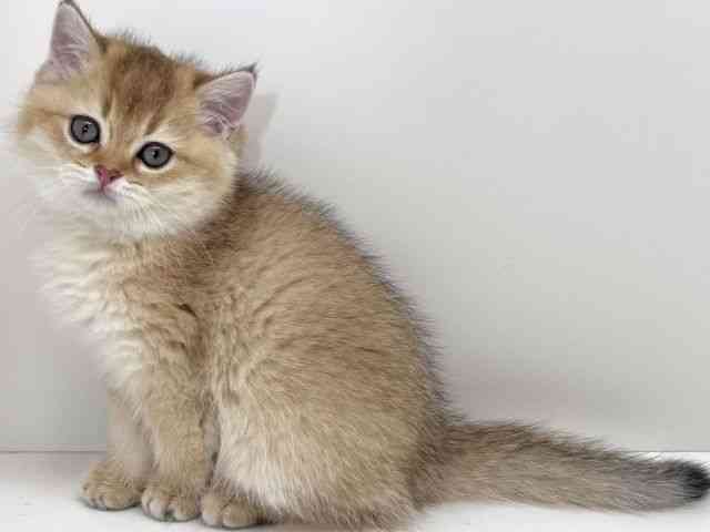 京都府のブリティッシュショートヘアー (ひごペットフレンドリーイズミヤショッピングセンター八幡店/2026年2月18日生まれ/女の子/ブラックゴールデンシェーデット)の子猫の2枚目の画像