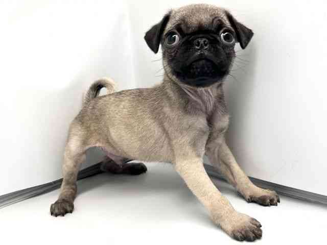 京都府のパグ (ひごペットフレンドリー洛北阪急スクエア店/2026年2月20日生まれ/男の子/フォーン)の子犬の2枚目の画像