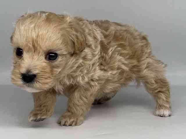 徳島県のマルプー(マルチーズ×プードル) (ひごペットフレンドリーゆめタウン徳島店/2026年2月21日生まれ/男の子/アプリコット)の子犬の2枚目の画像