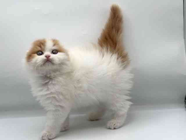 香川県のスコティッシュフォールド (ひごペットフレンドリーゆめタウン高松店/2026年2月22日生まれ/女の子/レッドタビーホワイト)の子猫の2枚目の画像