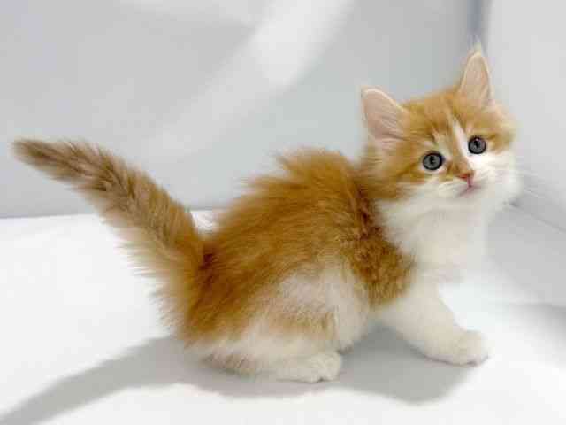 大阪府のノルウェージャンフォレストキャット (ひごペットフレンドリーイズミヤショッピングセンター千里丘店/2026年2月21日生まれ/男の子/レッドタビーホワイト)の子猫の2枚目の画像