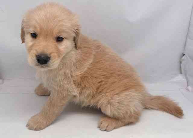 鳥取県のゴールデンレトリバー (ひごペットフレンドリーイオンモール鳥取北店/2026年2月21日生まれ/男の子/ゴールデン)の子犬の2枚目の画像