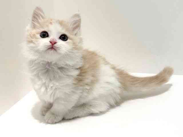 大阪府のマンチカン (ひごペットフレンドリーイオン高槻店/2026年2月13日生まれ/男の子/クリームタビーホワイト)の子猫の2枚目の画像