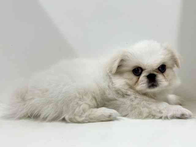 奈良県のペキニーズ (ひごペットフレンドリーイオンモール橿原ウエスト・ビレッジ店/2026年2月19日生まれ/男の子/ホワイトクリーム)の子犬の2枚目の画像