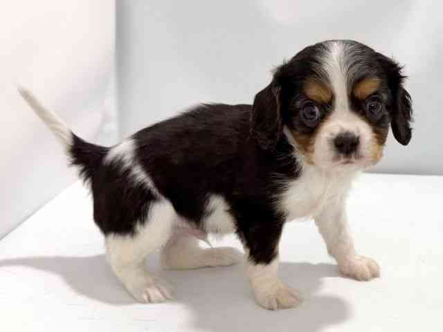 大阪府のキャバリアキングチャールズスパニエル (ひごペットフレンドリーイズミヤショッピングセンター千里丘店/2026年2月21日生まれ/男の子/トライカラー)の子犬の2枚目の画像