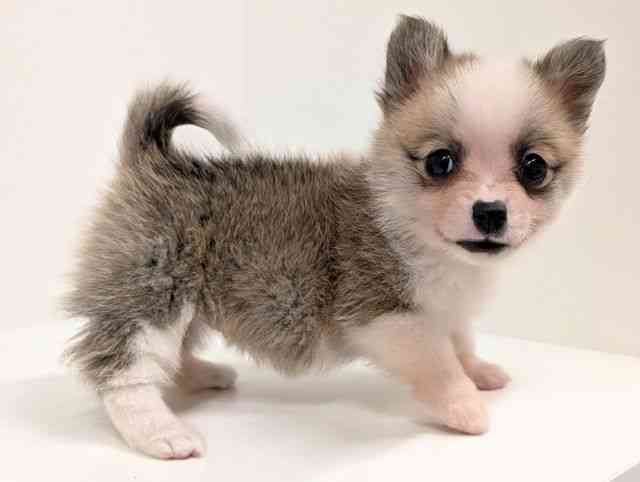 福岡県のポメコーギー(ポメラニアン×コーギー) (ひごペットフレンドリーリバーウォーク北九州店/2026年2月16日生まれ/女の子/レッドホワイト)の子犬の2枚目の画像