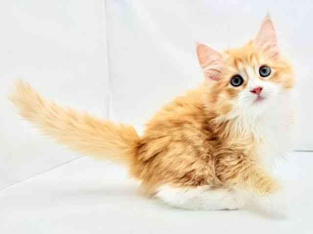 兵庫県のノルウェージャンフォレストキャット (ひごペットフレンドリークラウンパーク伊丹店/2026年2月22日生まれ/女の子/レッドタビーホワイト)の子猫の2枚目の画像