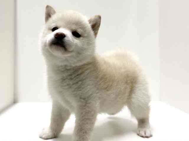 愛知県の柴犬(標準サイズ) (ひごペットフレンドリーららぽーと名古屋みなとアクルス店/2026年2月20日生まれ/女の子/白)の子犬の2枚目の画像