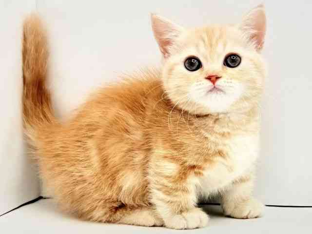 兵庫県のマンチカン (ひごペットフレンドリークラウンパーク伊丹店/2026年2月20日生まれ/女の子/レッドタビー)の子猫の2枚目の画像